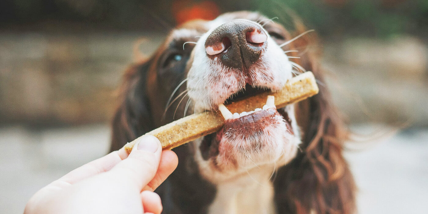 5 dog foods for picky eaters