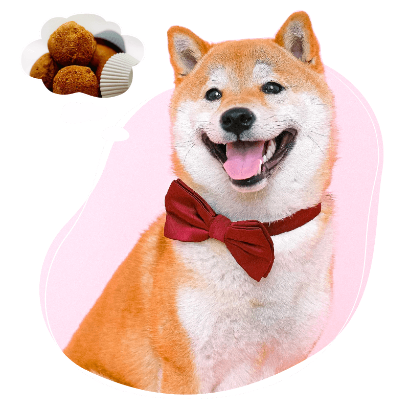 dog food for picky eaters | dog food for picky eaters