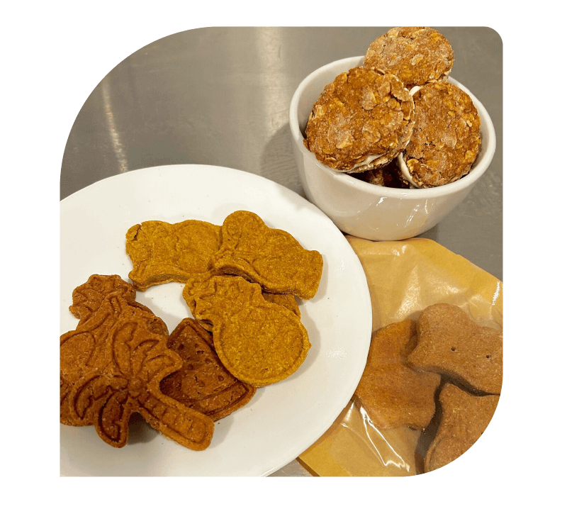 healthy snacks dog food for picky eaters | healthy snacks dog food for picky eaters