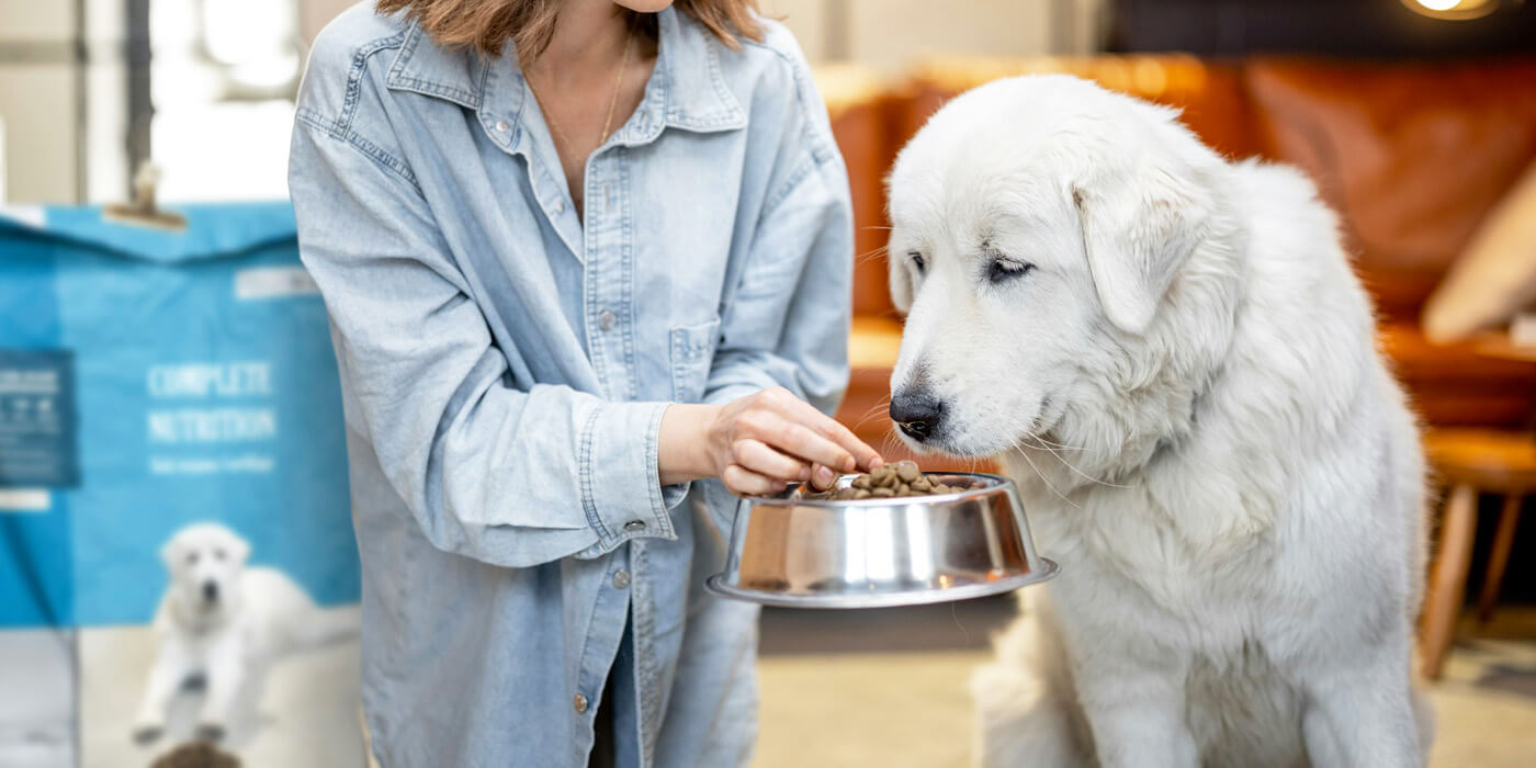 is gluten free really a thing for dogs?