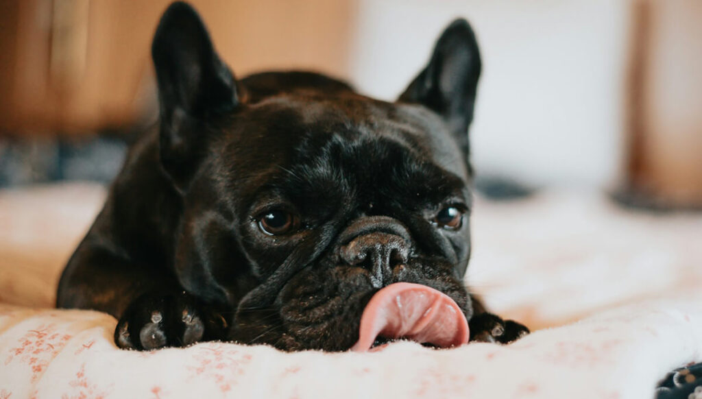 why are so many dogs allergic to treats with chicken